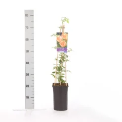 Trompetbloem (Campsis Radicans 'Flava') -Natuur Kus Verkoopwinkel campsis radicans flava