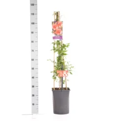 Trompetbloem (Campsis Tagliabuana 'Mme Galen') -Natuur Kus Verkoopwinkel campsis t. madame galen 1.00 1.25 1