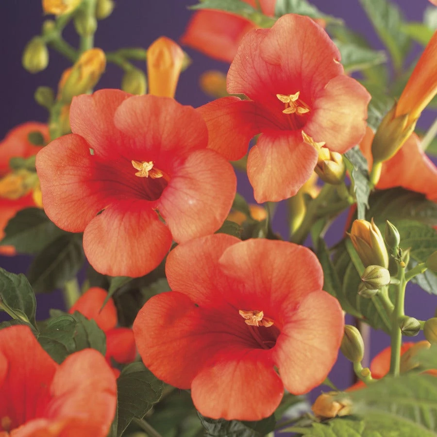 Trompetbloem (Campsis Tagliabuana 'Mme Galen') 1 Trompetbloem (Campsis Tagliabuana 'Mme Galen')