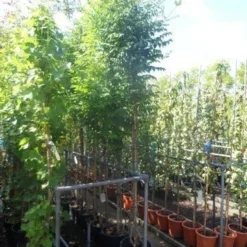 Trompetbloem (Campsis Tagliabuana 'Mme Galen') 15 Trompetbloem (Campsis Tagliabuana 'Mme Galen') -Natuur Kus Verkoopwinkel campsis tagliabuana madame galen 200 250 c20 2