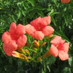 Trompetbloem (Campsis Tagliabuana 'Mme Galen') -Natuur Kus Verkoopwinkel campsis tagliabuana mme galen 1