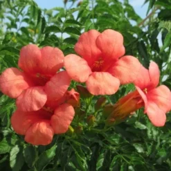 Trompetbloem (Campsis Tagliabuana 'Mme Galen') -Natuur Kus Verkoopwinkel campsis tagliabuana mme galen 2 1