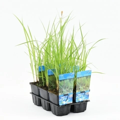 Oeverzegge (Carex Riparia) 2 Oeverzegge (Carex Riparia) - Afbeelding 2