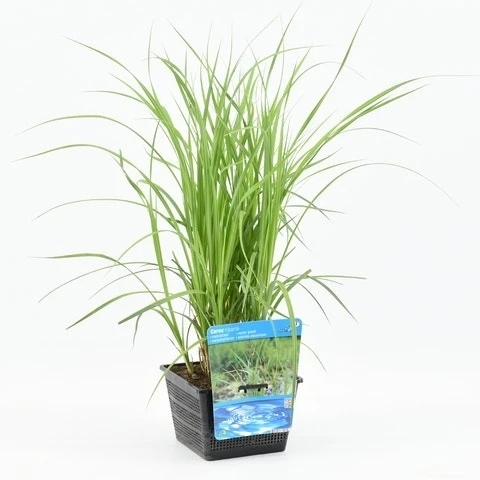 Oeverzegge (Carex Riparia) 6 Oeverzegge (Carex Riparia) - Afbeelding 6