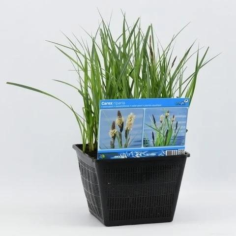 Oeverzegge (Carex Riparia) 5 Oeverzegge (Carex Riparia) - Afbeelding 5