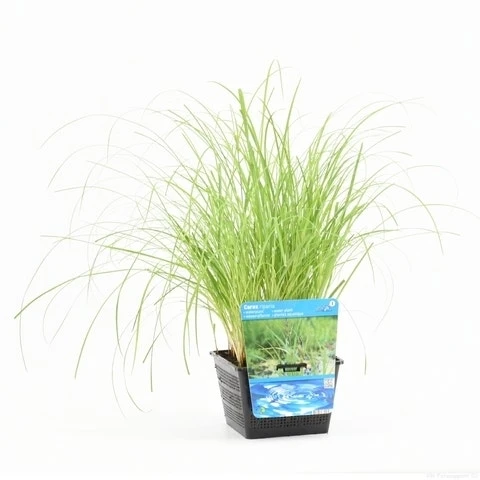 Oeverzegge (Carex Riparia) 7 Oeverzegge (Carex Riparia) - Afbeelding 7