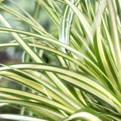 Borderpakket Groen, Paars En Oranje 7 Borderpakket Groen, Paars En Oranje -Natuur Kus Verkoopwinkel carexevergoldv01