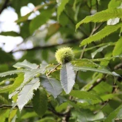 Tamme Kastanje Als Halfstam (Castanea Sativa) -Natuur Kus Verkoopwinkel castanea sativa tamme kastanje 9 1