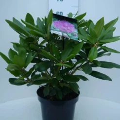 Rhododendron (Rhododendron Catawbiense 'Boursault') -Natuur Kus Verkoopwinkel cat. boursalt c5 voor