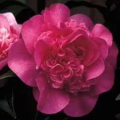 Natuur Kus Verkoopwinkel 30 Camelia Als Leivorm (Camellia 'Debbie')