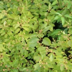 Kogelbloem (Cephalanthus Occidentalis) -Natuur Kus Verkoopwinkel cephalanthus occidentalis 1