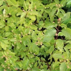 Kogelbloem (Cephalanthus Occidentalis) -Natuur Kus Verkoopwinkel cephalanthus occidentalis 2 1