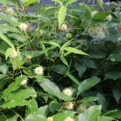 Kogelbloem (Cephalanthus Occidentalis) -Natuur Kus Verkoopwinkel cepharanthus occidentalis 1