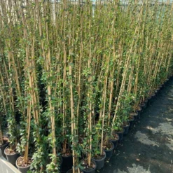 Toscaanse Jasmijn (Trachelospermum Jasminoides 'Winter Ruby') -Natuur Kus Verkoopwinkel cf397af1 424c 440f b659 6b33d5eedf60