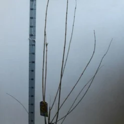 Winterzoet (Chimonanthus Praecox) 9 Winterzoet (Chimonanthus Praecox) -Natuur Kus Verkoopwinkel chimonanthus praecox 100 125 cm co. 12l kopie