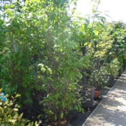 Winterzoet (Chimonanthus Praecox) 8 Winterzoet (Chimonanthus Praecox) -Natuur Kus Verkoopwinkel chimonanthus praecox 175 200 250 c50