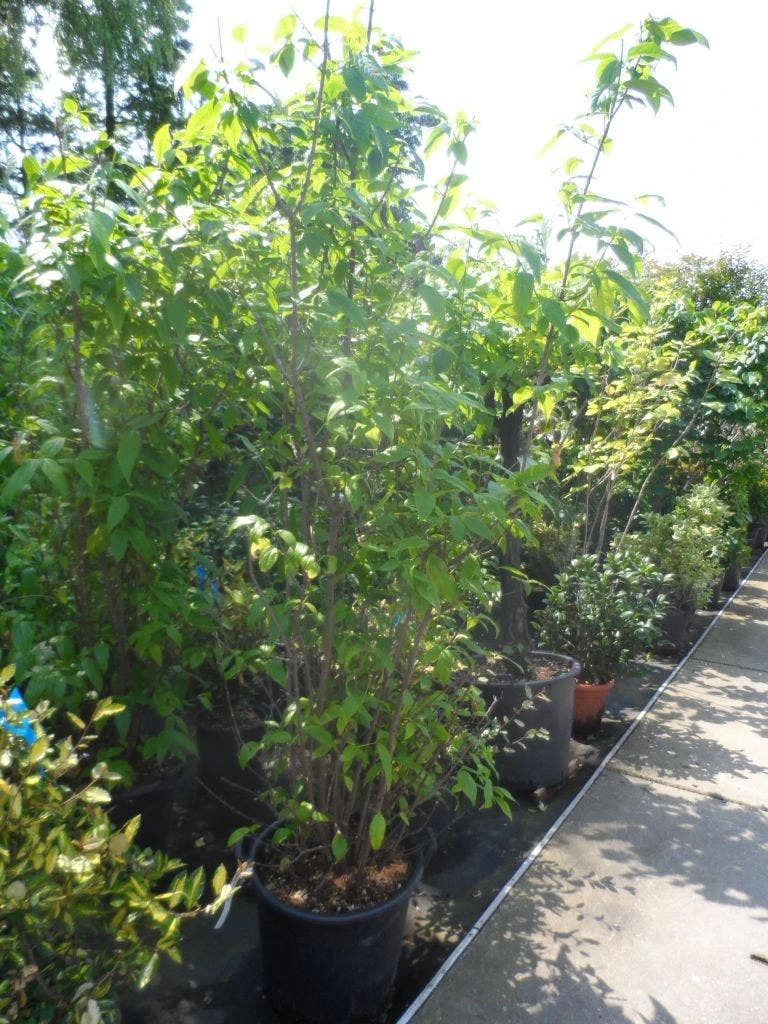 Winterzoet (Chimonanthus Praecox) 3 Winterzoet (Chimonanthus Praecox) - Afbeelding 3