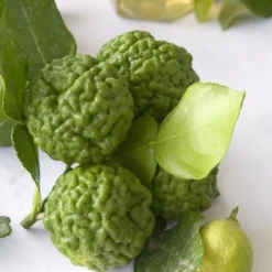 Kaffirlimoen (Citrus Hystrix) 5 Kaffirlimoen (Citrus Hystrix) -Natuur Kus Verkoopwinkel citrus hystrix