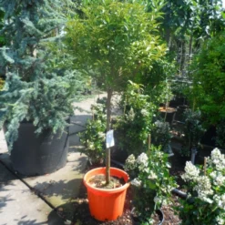 Kumquat (Citrus Kumquat) -Natuur Kus Verkoopwinkel citrus japonica kumquat halfstam c50