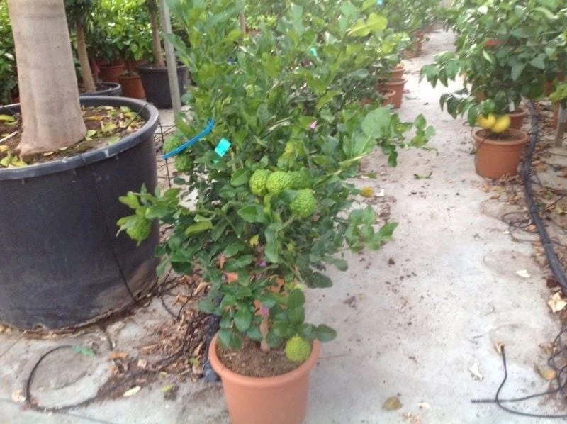 Kaffirlimoen (Citrus Hystrix) 2 Kaffirlimoen (Citrus Hystrix) - Afbeelding 2