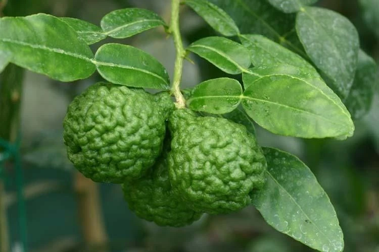 Kaffirlimoen (Citrus Hystrix) 1 Kaffirlimoen (Citrus Hystrix)