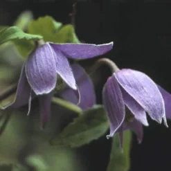 Bosrank (Clematis Alpina)