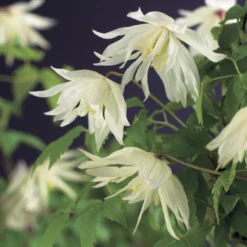 Bosrank (Clematis Alpina 'Albina Plena')