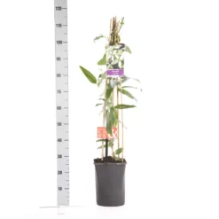 Bosrank, Groenblijvend (Clematis Armandii 'Apple Blossom') -Natuur Kus Verkoopwinkel clematis apelblossom 1.00 1.25 1