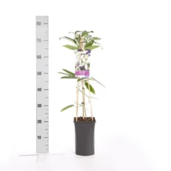 Bosrank, Groenblijvend (Clematis Armandii) -Natuur Kus Verkoopwinkel clematis armandii