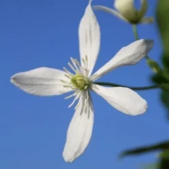Bosrank, Groenblijvend (Clematis Armandii) -Natuur Kus Verkoopwinkel clematis armandii 3