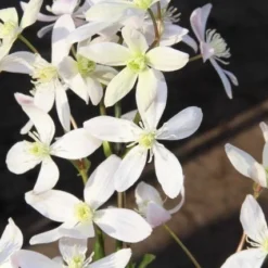 Bosrank, Groenblijvend (Clematis Armandii 'Apple Blossom') -Natuur Kus Verkoopwinkel clematis armandii apple blossom 2 1
