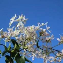 Bosrank, Groenblijvend (Clematis Armandii 'Apple Blossom') -Natuur Kus Verkoopwinkel clematis armandii apple blossom 4 1