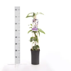 Bosrank, Groenblijvend (Clematis Armandii 'Apple Blossom') -Natuur Kus Verkoopwinkel clematis armandii apple blossom 2