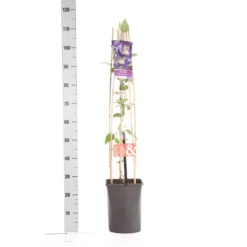Bosrank (Clematis 'Blue Pirouette') -Natuur Kus Verkoopwinkel clematis blue pirouette pbr 1.00 1.25