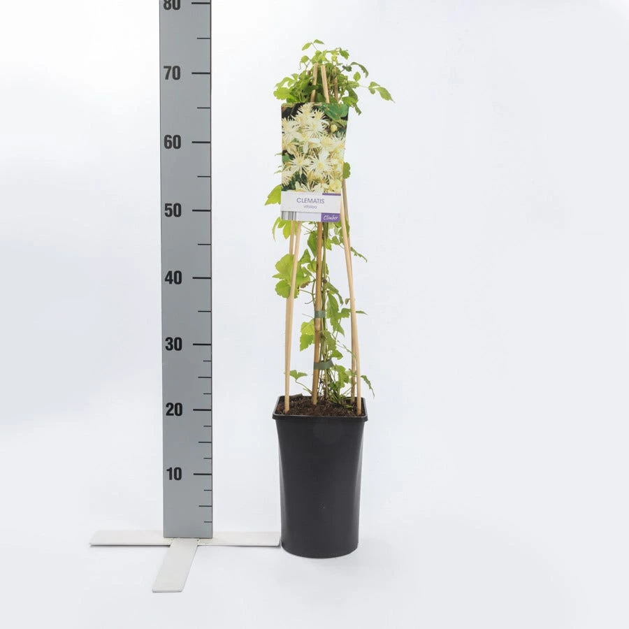 Bosrank (Clematis Vitalba) 2 Bosrank (Clematis Vitalba) - Afbeelding 2