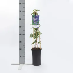 Bosrank (Clematis Viticella) -Natuur Kus Verkoopwinkel clematis viticella 1
