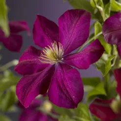 Bosrank (Clematis 'Voluceau')