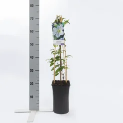 Bosrank (Clematis 'Yukikomachi') -Natuur Kus Verkoopwinkel clematis yukikomachi