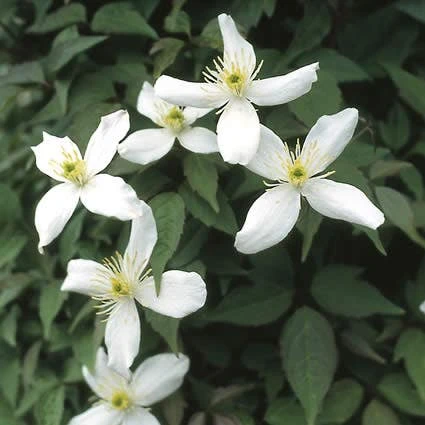 Bosrank (Clematis Montana 'Alba') 1 Bosrank (Clematis Montana 'Alba')