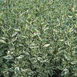 Bonte Kornoelje (Cornus Alba 'Elegantissima') -Natuur Kus Verkoopwinkel coaelega 3