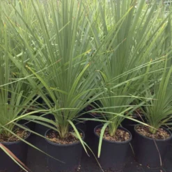 Cordyline (Cordyline Australis) 27 Cordyline (Cordyline Australis) -Natuur Kus Verkoopwinkel cordyline australis