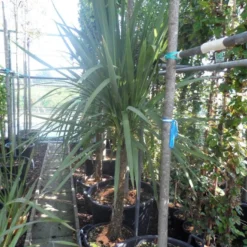 Cordyline (Cordyline Australis) 21 Cordyline (Cordyline Australis) -Natuur Kus Verkoopwinkel cordyline australis 150 175 cont