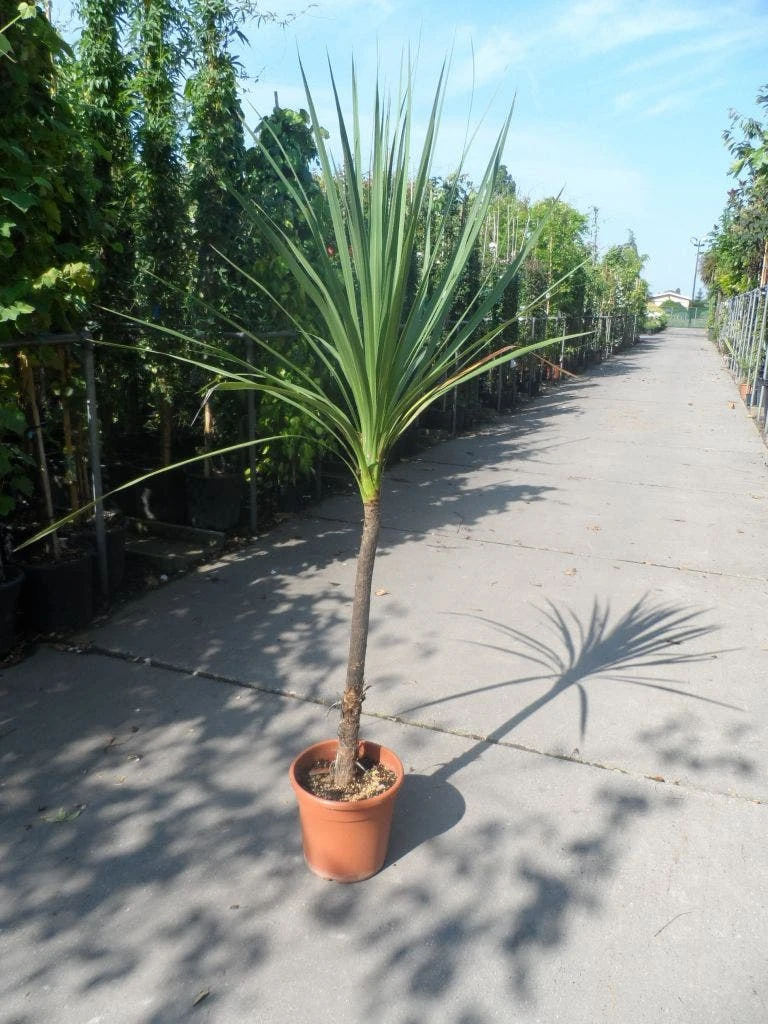 Cordyline (Cordyline Australis) 11 Cordyline (Cordyline Australis) - Afbeelding 11