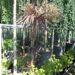 Cordyline (Cordyline Australis 'Atropurpurea') -Natuur Kus Verkoopwinkel cordyline australis red star 150 175 c25 1
