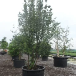 Gele Kornoelje (Cornus Mas) -Natuur Kus Verkoopwinkel cornus mas 400 500 c750
