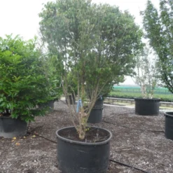 Gele Kornoelje (Cornus Mas) -Natuur Kus Verkoopwinkel cornus mas ombrella c600