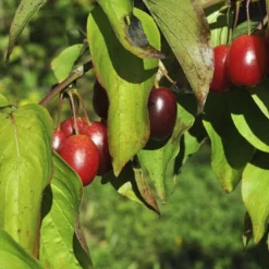 Gele Kornoelje (Cornus Mas) -Natuur Kus Verkoopwinkel cornusmas vruchtv01