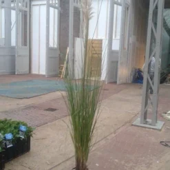 Pampasgras (Cortaderia Selloana 'Senior') -Natuur Kus Verkoopwinkel cortaderia senior