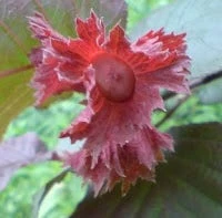 Hazelaar/Hazelnoot (Corylus Avellana 'Rode Zellernoot') 3 Hazelaar/Hazelnoot (Corylus Avellana 'Rode Zellernoot') - Afbeelding 3