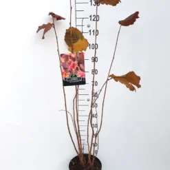 Hazelaar/Hazelnoot (Corylus Avellana 'Rode Zellernoot') 7 Hazelaar/Hazelnoot (Corylus Avellana 'Rode Zellernoot') -Natuur Kus Verkoopwinkel corylus rode zellernoot c10 v01